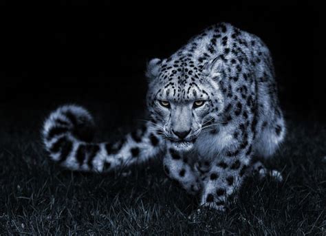 Stalking By Sue Demetriou On 500px Snow Leopard Wallpaper Snow