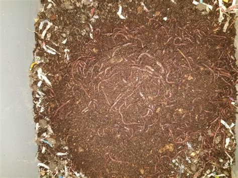 1000 Red Composting Worm Mix Uncle Jims Worm Farm