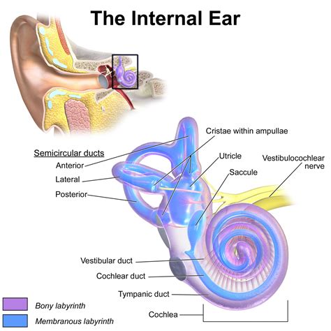 The inner ear consist of the cochlea, the balance mechanism, the vestibular and auditory nerve. Semicircular canals - Wikipedia