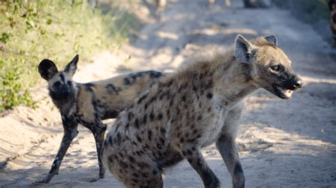 Are Hyena Dogs