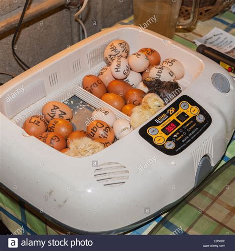 Chicken Eggs Hatching Incubator Hi Res Stock Photography And Images Alamy