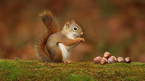 Squirrel Is Eating Nuts Standing On Grass In Blur Background Hd