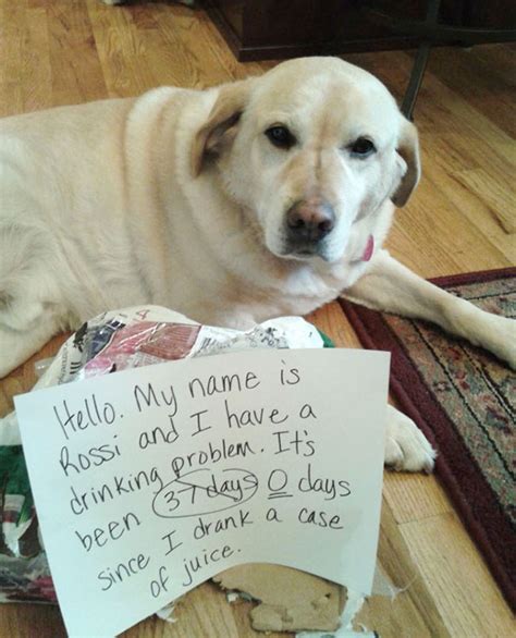 25 Asshole Dogs Being Shamed For Their Crimes Bored Panda