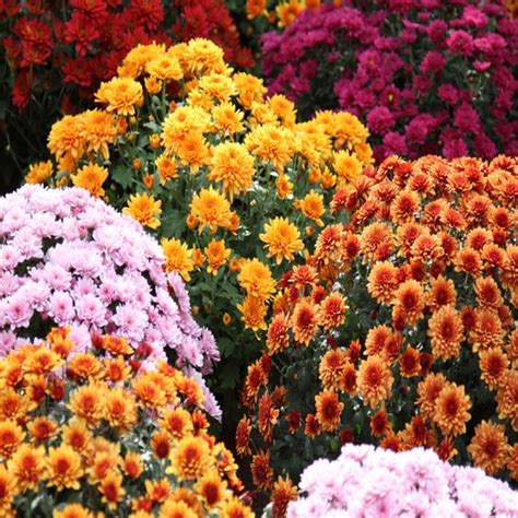 Chrysanthemum X Garden Mum 10 In Flowers Plants And Shrubs Siteone