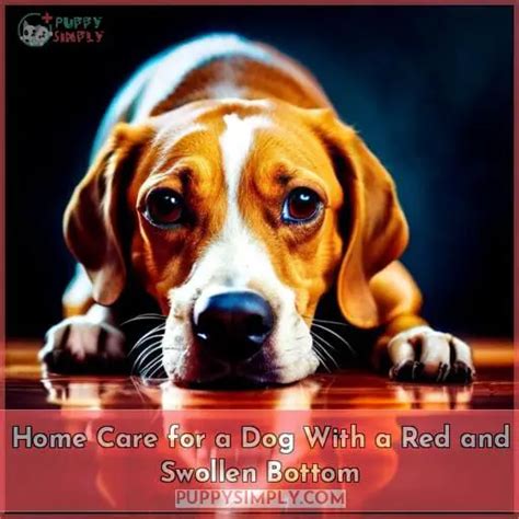 Red And Swollen Dog Bottom Causes Symptoms And Home Care