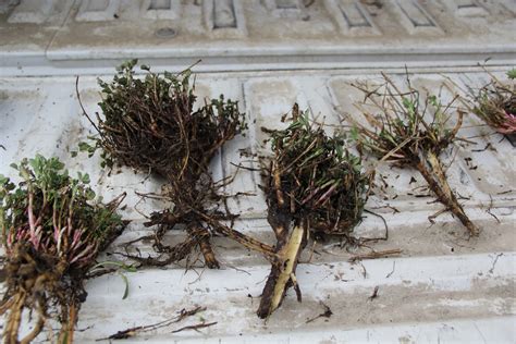 How To Evaluate Alfalfa Stands For Winterkill Realagriculture