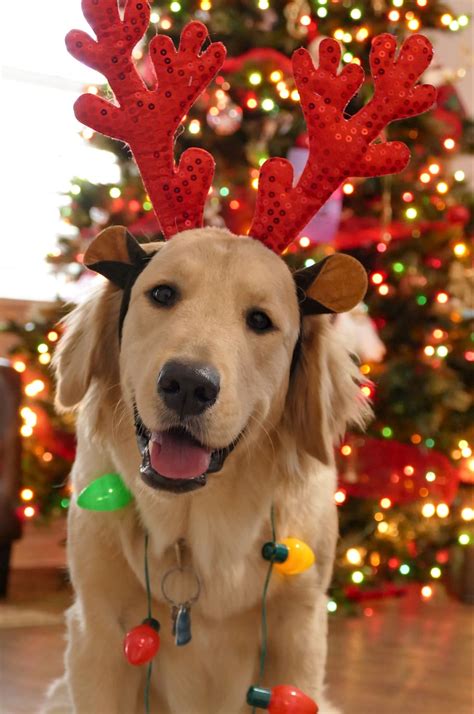 Christmas Dog Christmas Dog Cute Holiday Xmas Celebration