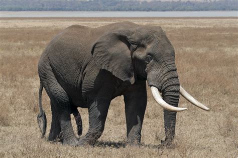 Elefante Principais Hábitos Características E Espécies Vivas