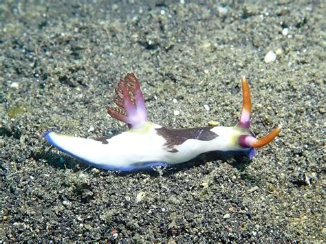 Nembrotha Nudibranchs Marine Life Sea Undersea