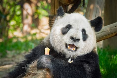 Premium Photo Giant Panda Bear In China