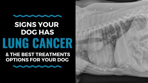 Before aggressive therapy, image lungs and abdomen. Consider : Signs Your Dog Has Lung Cancer & The Best ...