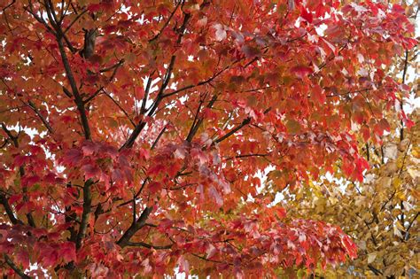 Free Stock Photo 5170 Colourful Red Autumn Foliage