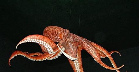everything you ever wanted to know about octopus sex