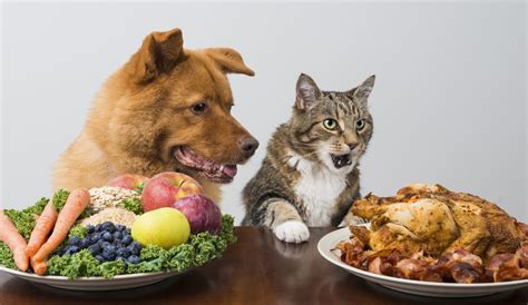 ¿cómo Elegir Un Buen Alimento Para Mascota Pancitaspets