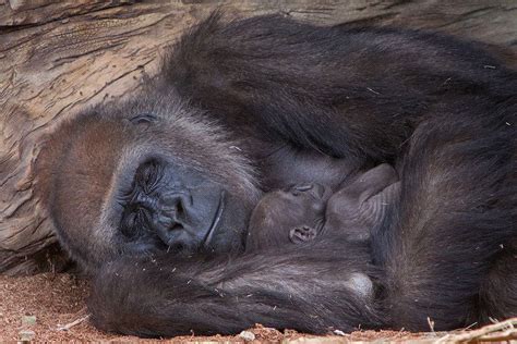 Baby Gorillas Animals Beautiful Animal Photography
