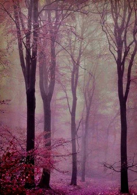 Autumn Purple Aesthetic 💜 Autumn Photo 43499666 Fanpop