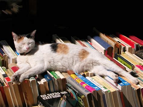 Tomt Picture On Reddit Of A Cat Sleeping On Some Books With The Sun
