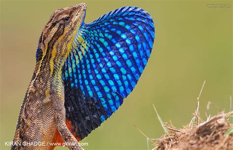 80 Best Award Winning Wildlife Photography Examples From