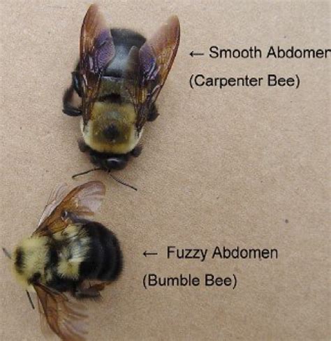 Carpenter Bee Vs Honey Bee Picture Of Carpenter