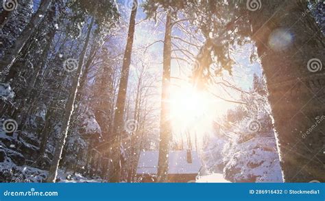 Snow Fall Winter Wonderland In Forest Landscape Scenery Stock Footage