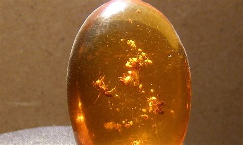 Perfectly Preserved Insects Found Inside Amber Fossils 20 Million Years