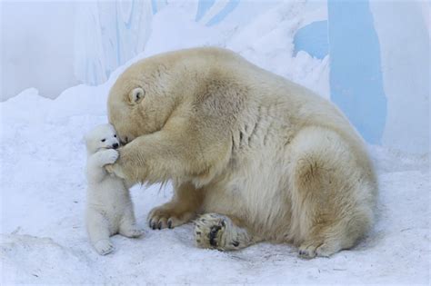 Tiernas Fotos De Un Bebé De Oso Polar Con Su Madre Quo