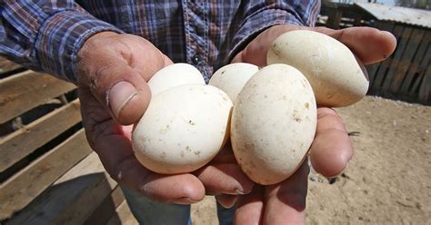 Exotic eggs: Duck, goose, emu eggs tasty, nutritious