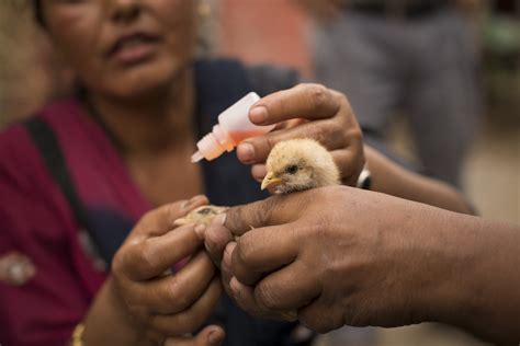 Newcastle disease (nd) is a highly infectious disease affecting poultry and other birds. New Delhi meeting to discuss Newcastle Disease vaccines ...
