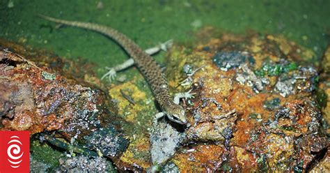 Critter Of The Week The Suters Skink Rnz
