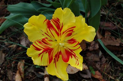 Autumn Time To Plant Spring Flowering Bulbs Indiana Yard And Garden