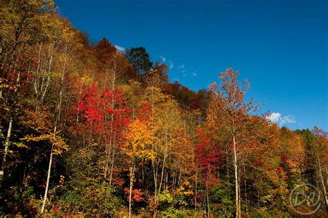 Autumn Leaf Color Great Smoky Mountains Autumn Leaf Color Autumn