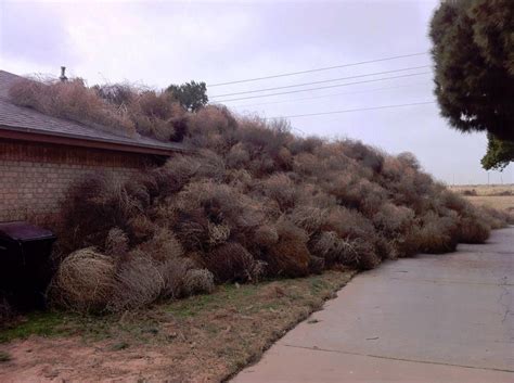 In most such species, the tumbleweed is in effect the entire plant apart from the root system, but in other plants, a hollow fruit or inflorescence might detach instead. Tumbleweed Invasion In Clovis, NM | For God's Glory Alone ...