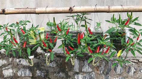 Growing Peppers Hanging Upside Down Have You Tried Youtube