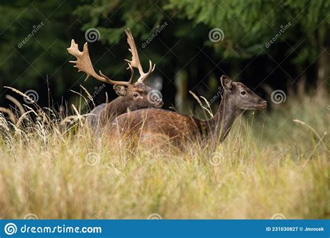 Two Fallow Deer Mating In Long Grass In Autumn Nature Stock Image
