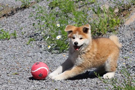 Akita Dog Breed Information Pictures And More