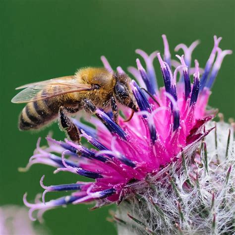Bees and flowers have mutually beneficial relationships. Bee🐝 in the garden | Love flowers, Bee, Garden