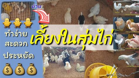 การอนุบาลลูกไก่ในสุ่มไก่ 🐥🐥🐥 แบบทำง่ายๆและประหยัด 💰💰💰 by เกษตรหนุ่ม ...