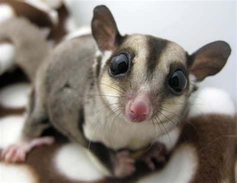 Home Home Sugar Gliders And Everything About Them