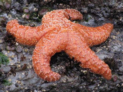 Ochre Sea Star Stock Photos Pictures And Royalty Free Images Istock