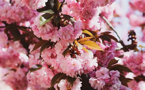 Download Wallpaper 3840x2400 Sakura Flowers Flowering Branches 4k