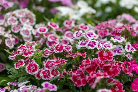 How To Grow Dianthus Chinensis Chinese Pink Petal Republic
