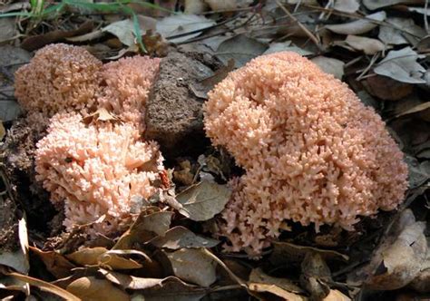 Ramaria Formosa A Coral Fungus