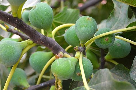 Figs What They Are And How To Use Them Fit For The Soul