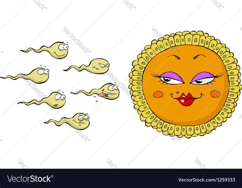 Sperm And Egg Royalty Free Vector Image Vectorstock