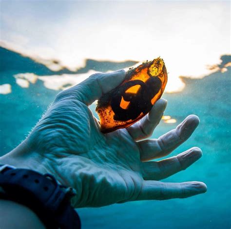 After mating, the eggs develop in the body and the shark gives birth to 20 to 30 pups. Shark eggs are translucent : interestingasfuck