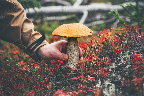 Man Hand Picking Mushroom High Quality Food Images ~ Creative Market