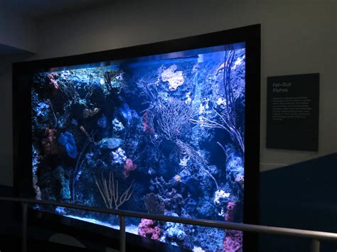 Aquarium South Pacific Pacific Seahorse Exhibit Zoochat