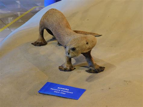 Giant Otter Taxidermy Museum Of Puc Minas Brazil Zoochat