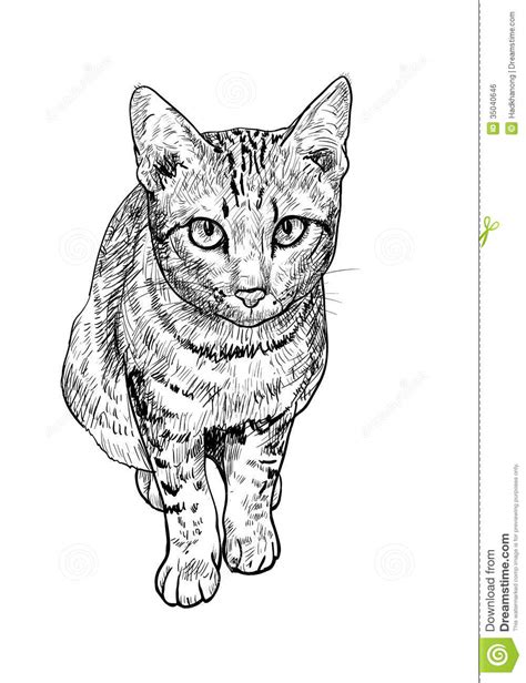 Curious Cute Cat Stock Vector Illustration Of Orange