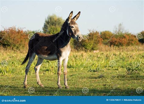 Donkey On Pastureland Stock Image Image Of Herbivorous 132670831